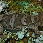 Minimac gecko (Nelson). <a href="https://www.flickr.com/photos/rocknvole/">© Tony Jewell</a>