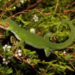 Marlborough green gecko in Kanuka (Marlborough Sounds). <a href="https://www.instagram.com/nickharker.nz/">© Nick Harker</a>
