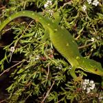 Marlborough green gecko, gravid female in Kanuka (Queen Charlotte Sound, Marlborough). <a href="https://www.instagram.com/nickharker.nz/">© Nick Harker</a>