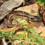 Northern Grass Skink (Wellington) © Kyle Bland