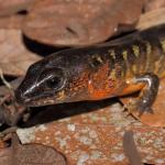 Robust skink on leaf litter (Northland). <a href="https://www.instagram.com/nickharker.nz/">© Nick Harker</a> 