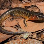 Robust skink on leaf litter (Northland). <a href="https://www.instagram.com/nickharker.nz/">© Nick Harker</a> 