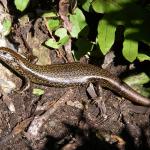 Taumaka skink basking near cover (Open Bay Islands). © Marieke Lettink