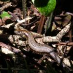 Taumaka skink basking in dappled sunlight (Open Bay Islands). © Marieke Lettink