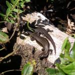 Taumaka skinks basking communally (Open Bay Islands). © Marieke Lettink