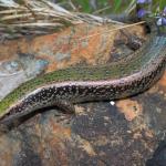 An Otago green skink basking among boulders (eastern Otago). <a href="https://www.instagram.com/nickharker.nz/">© Nick Harker</a>