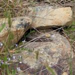 An Otago green skink basking among boulders (eastern Otago). <a href="https://www.instagram.com/tim.harker.nz/?hl=en">© Tim Harker</a>