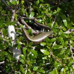 Te Kakahu skink basking in vegetation ©Jo Monks