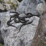 Fiordland skinks communally basking (Fiordland) © Jo Monks