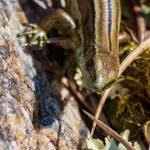 Small-eared skink (Stewart Island). <a href="https://www.flickr.com/photos/theylooklikeus">© Jake Osborne</a>