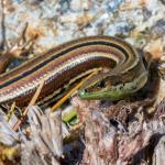 Small-eared skink (Stewart Island). <a href="https://www.flickr.com/photos/theylooklikeus">© Jake Osborne</a>