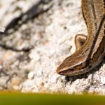 Tussock skink (Whenua Hou / Codfish Island, Stewart Island). <a href="https://www.flickr.com/photos/theylooklikeus">© Jake Osborne</a>