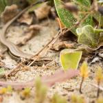 Tussock skink (Whenua Hou / Codfish Island, Stewart Island). <a href="https://www.flickr.com/photos/theylooklikeus">© Jake Osborne</a>