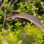 Southern skink (Whenua Hou/Codfish Island, Stewart Island). <a href="https://www.flickr.com/photos/theylooklikeus">© Jake Osborne</a>