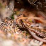 Southern skink (Whenua Hou/Codfish Island, Stewart Island). <a href="https://www.flickr.com/photos/theylooklikeus">© Jake Osborne</a>