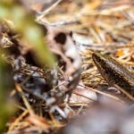 Stewart Island green skink (Whenua Hou / Codfish Island, Stewart Island). <a href="https://www.flickr.com/photos/theylooklikeus">© Jake Osborne</a>