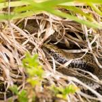 Stewart Island green skink (Whenua Hou / Codfish Island, Stewart Island). <a href="https://www.flickr.com/photos/theylooklikeus">© Jake Osborne</a>