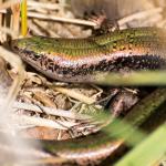 Stewart Island green skink (Whenua Hou / Codfish Island, Stewart Island). <a href="https://www.flickr.com/photos/theylooklikeus">© Jake Osborne</a>