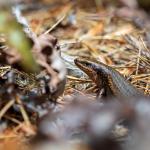 Stewart Island green skink (Whenua Hou / Codfish Island, Stewart Island). <a href="https://www.flickr.com/photos/theylooklikeus">© Jake Osborne</a>