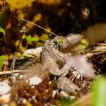 Te Kakahu skink (Te Kakahu / Chalky Island). <a href="https://www.flickr.com/photos/theylooklikeus">© Jake Osborne</a>