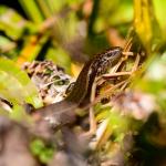 Te Kakahu skink (Te Kakahu / Chalky Island). <a href="https://www.flickr.com/photos/theylooklikeus">© Jake Osborne</a>