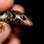 Whitaker's skink (Mercury Islands, Coromandel). <a href="https://www.flickr.com/photos/theylooklikeus">© Jake Osborne</a>