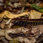 Whitaker's skink (Mercury Islands, Coromandel). <a href="https://www.flickr.com/photos/theylooklikeus">© Jake Osborne</a>