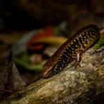 Whitaker's skink (Mercury Islands, Coromandel). <a href="https://www.flickr.com/photos/theylooklikeus">© Jake Osborne</a>