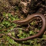 Kapitia skink (Chesterfield, West Coast). © James Reardon