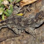 Southern Duvaucel's gecko (Sentinel Rock, Marlborough Sounds). <a href="https://www.instagram.com/nickharker.nz/">© Nick Harker</a>