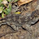 Moko a Tohu/Tohu gecko (Sentinel Rock, Marlborough Sounds). <a href="https://www.instagram.com/nickharker.nz/">© Nick Harker</a>