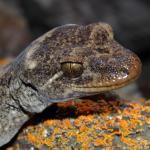 Moko a Tohu/Tohu gecko (Sentinel Rock, Marlborough Sounds). <a href="https://www.instagram.com/nickharker.nz/">© Nick Harker</a>