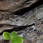 Southern Duvaucel's gecko (Sentinel Rock, Marlborough Sounds). <a href="https://www.instagram.com/nickharker.nz/">© Nick Harker</a>