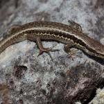 Small-scaled skink (Kaweka Ranges). <a href="https://www.instagram.com/nickharker.nz/">© Nick Harker</a>