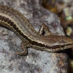 Small-scaled skink (Kaweka Ranges). <a href="https://www.instagram.com/nickharker.nz/">© Nick Harker</a>