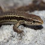 Small-scaled skink (Kaweka Ranges). <a href="https://www.instagram.com/nickharker.nz/">© Nick Harker</a>