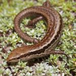 Small-scaled skink (Kaweka Ranges). <a href="https://www.instagram.com/nickharker.nz/">© Nick Harker</a>