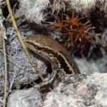 Small-scaled skink (Kaweka Ranges). <a href="https://www.instagram.com/nickharker.nz/">© Nick Harker</a>