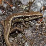 Small-scaled skink (Kaweka Ranges). <a href="https://www.instagram.com/nickharker.nz/">© Nick Harker</a>