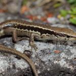 Small-scaled skink (Kaweka Ranges). <a href="https://www.instagram.com/nickharker.nz/">© Nick Harker</a>