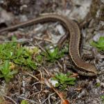 Small-scaled skink (Kaweka Ranges). <a href="https://www.instagram.com/nickharker.nz/">© Nick Harker</a>