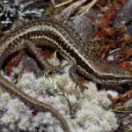 Small-scaled skink (Kaweka Ranges). <a href="https://www.instagram.com/nickharker.nz/">© Nick Harker</a>