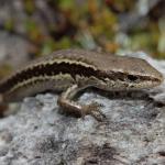 Small-scaled skink (Kaweka Ranges). <a href="https://www.instagram.com/nickharker.nz/">© Nick Harker</a>