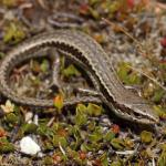 Small-scaled skink (Kaweka Ranges). <a href="https://www.instagram.com/nickharker.nz/">© Nick Harker</a>