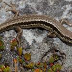 Small-scaled skink (Kaweka Ranges). <a href="https://www.instagram.com/nickharker.nz/">© Nick Harker</a>