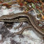 Small-scaled skink (Kaweka Ranges). <a href="https://www.instagram.com/nickharker.nz/">© Nick Harker</a>-