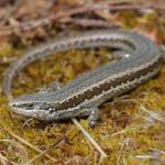 Northern grass skink (Napier). <a href="https://www.instagram.com/nickharker.nz/">© Nick Harker</a>