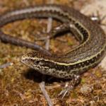 Hawke's Bay skink (Cape Kidnappers). <a href="https://www.instagram.com/nickharker.nz/">© Nick Harker</a>