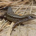 Hawke's Bay skink (Cape Kidnappers). <a href="https://www.instagram.com/nickharker.nz/">© Nick Harker</a>