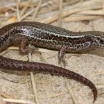 Hawke's Bay skink (Cape Kidnappers). <a href="https://www.instagram.com/nickharker.nz/">© Nick Harker</a>